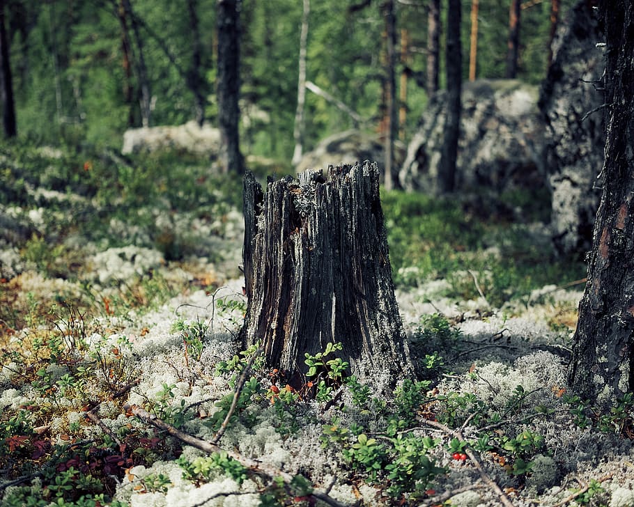tree surrounded green leafed plants, land, forest, nature, tree trunk HD wallpaper