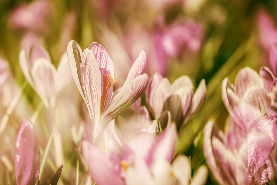 crocus, double exposure, flowers, bloom, pink, plant, spring flower HD wallpaper