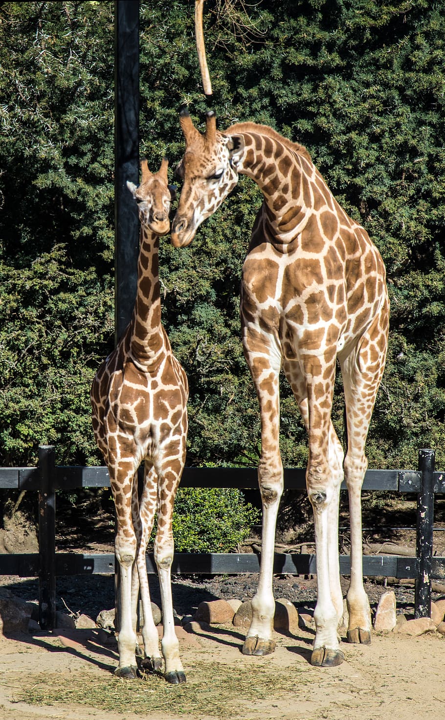 HD wallpaper: giraffes, mother and child, love, nature, baby, animals, cute  | Wallpaper Flare