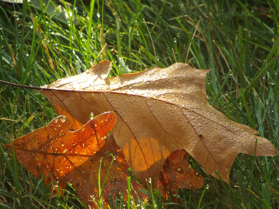 leaves, dew, grass, closeup, nature, leaf, plant part, autumn HD wallpaper