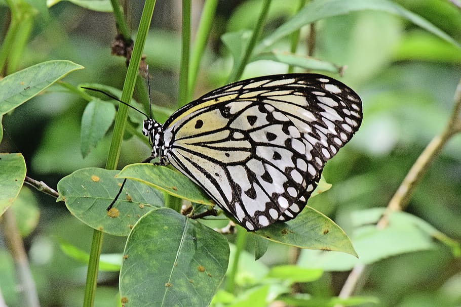 butterfly, animal wildlife, insect, animals in the wild, animal themes HD wallpaper