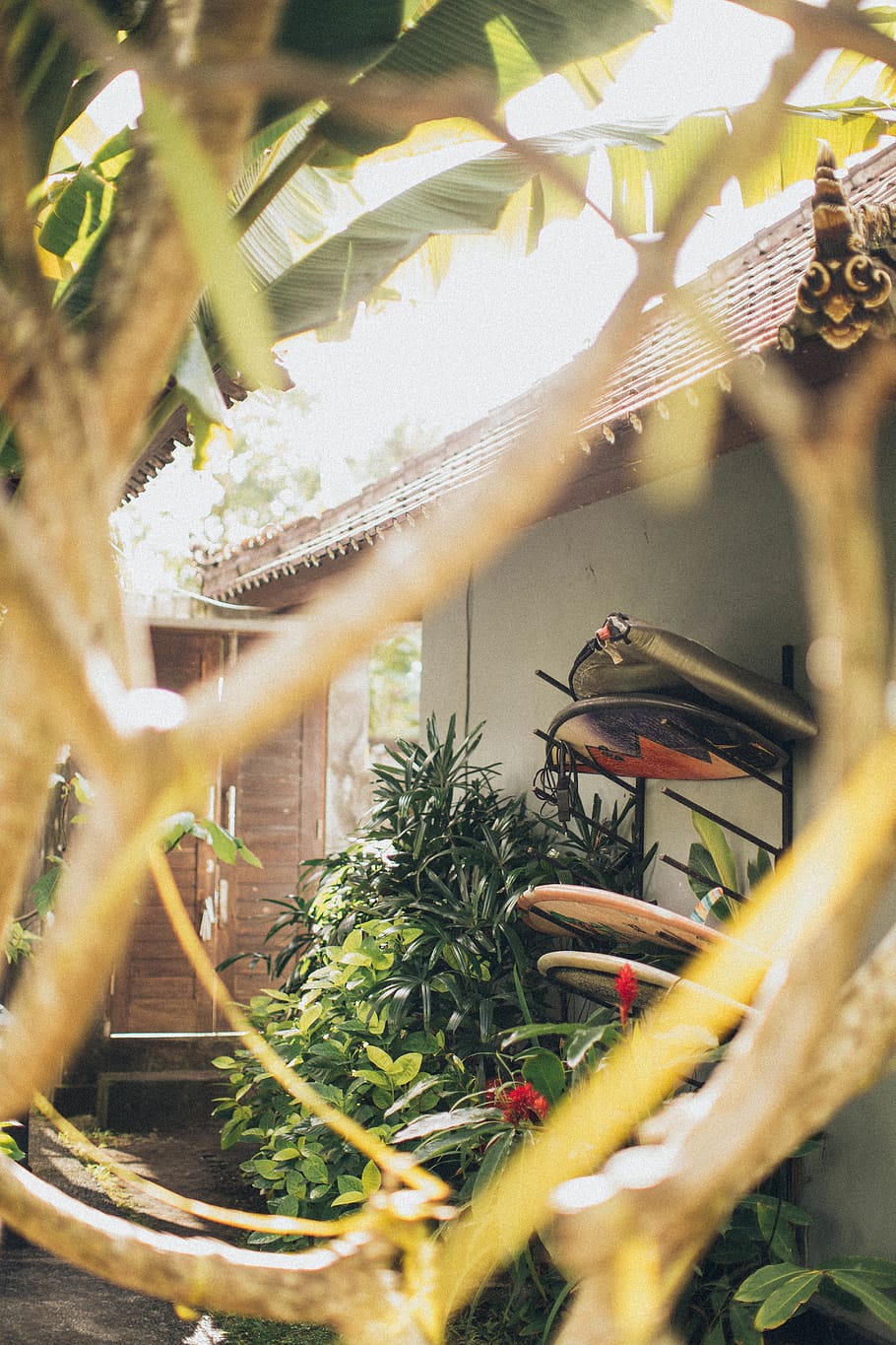 close-up, colors, daylight, flora, flowers, fresh, freshness HD wallpaper