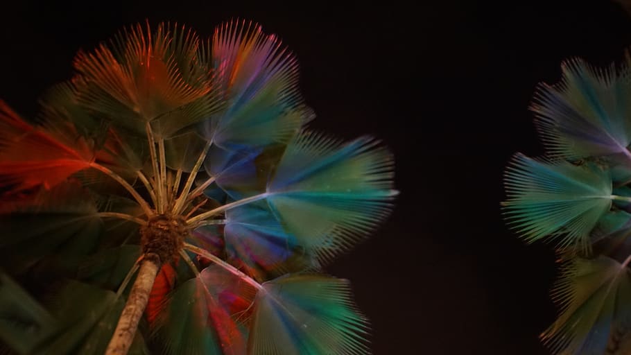 palm, palm trees, multi colored, no people, close-up, studio shot HD wallpaper