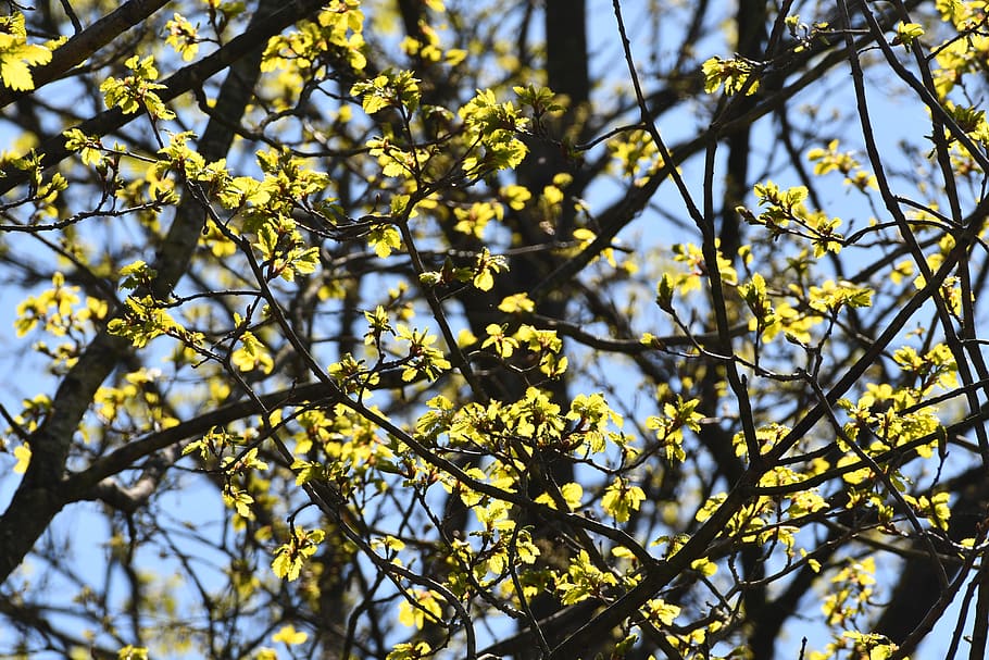 buds, leaves, spring, background, trees, branches, forest, plant HD wallpaper