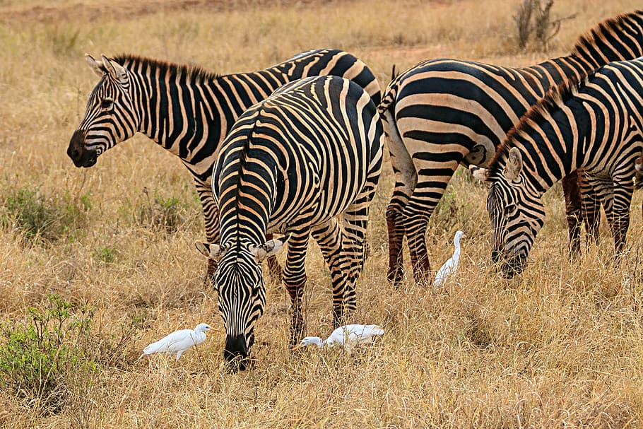 africa, kenya, amboseli, national park, safari, animal world, HD wallpaper