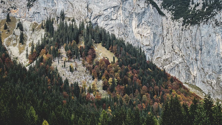 mountain, highland, trees, plants, nature, landscape, fall HD wallpaper