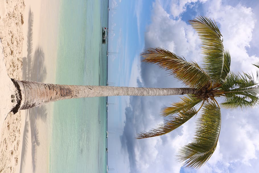 dominican republic, saona island, cool, trees, palm trees, wood, HD wallpaper