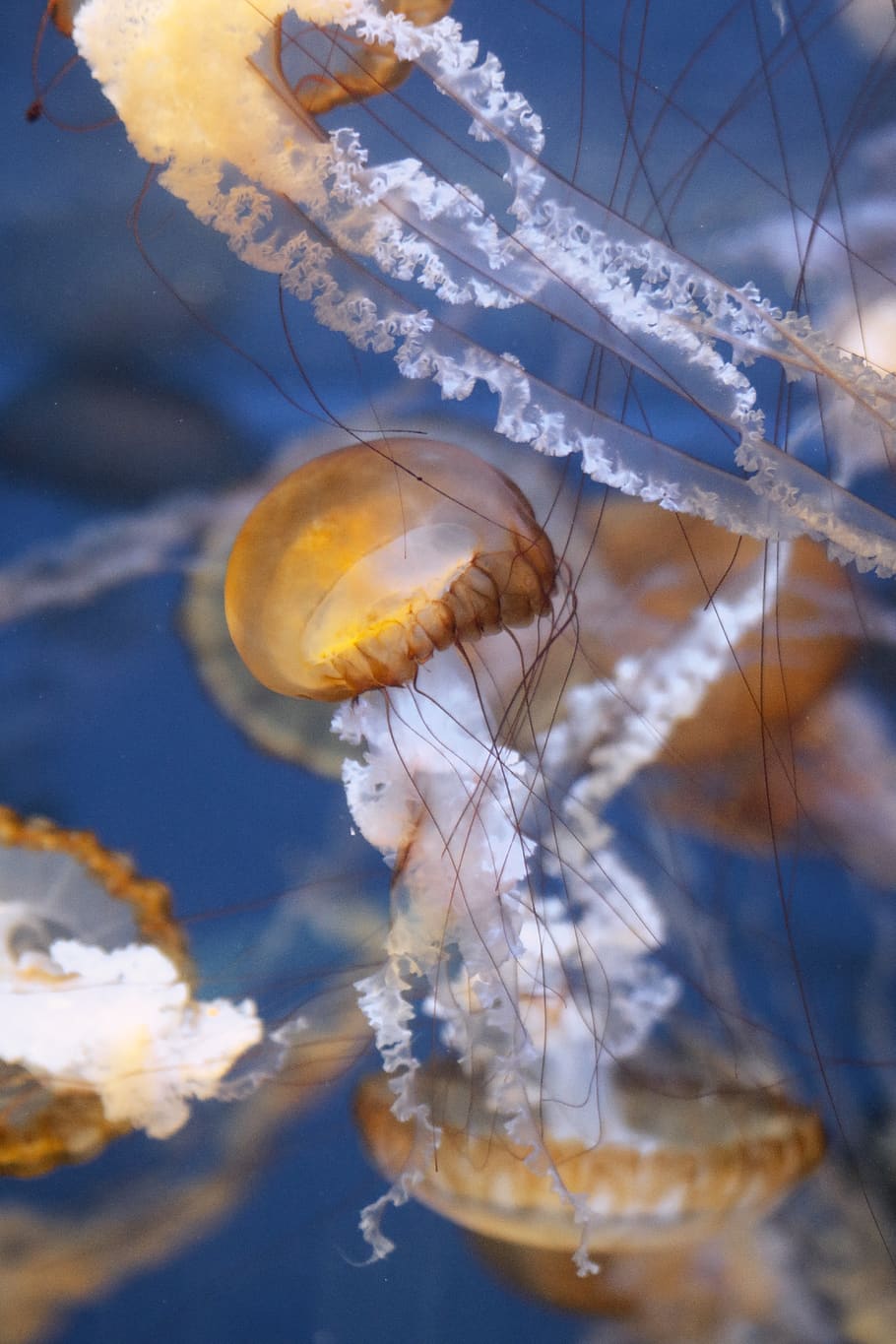 jelly fish, jellyfish, animal, sea life, invertebrate, water, HD wallpaper