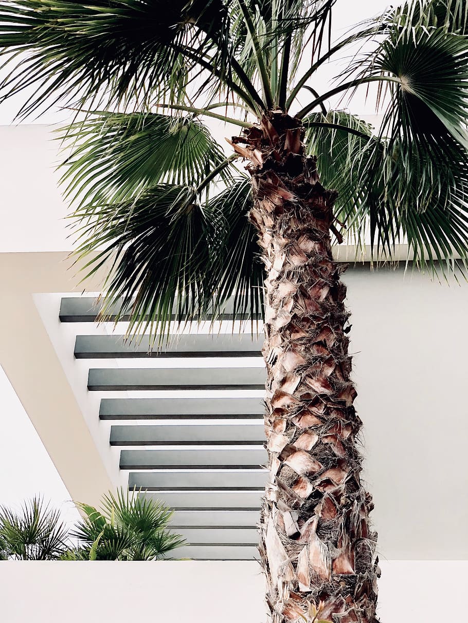 Photo of Palm Tree, 4k wallpaper, leaves, lock screen wallpaper, HD wallpaper