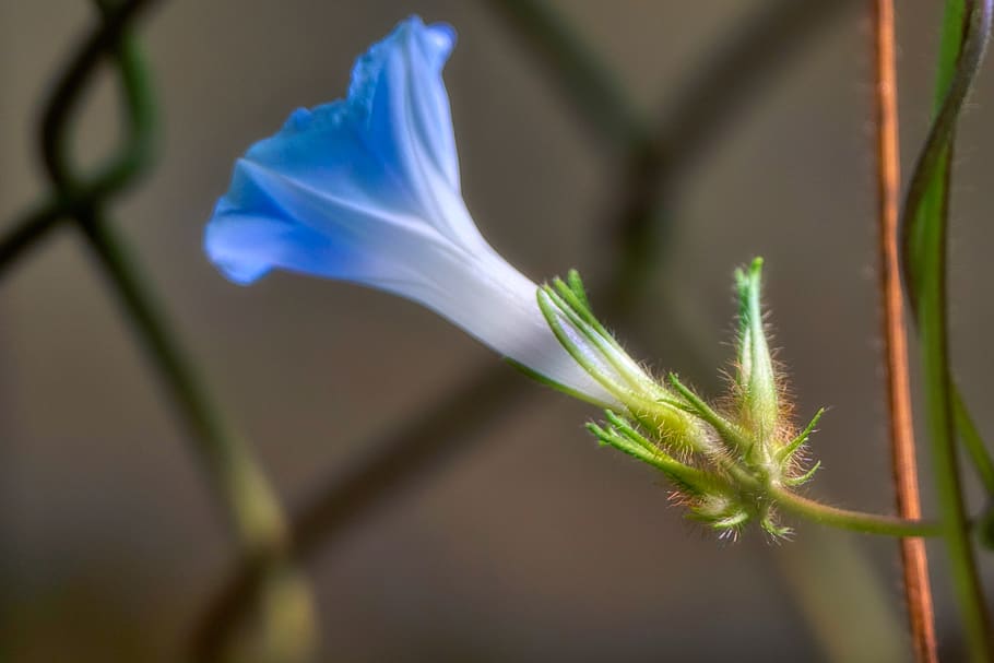 flower behind the net, plant, growth, flowering plant, close-up HD wallpaper