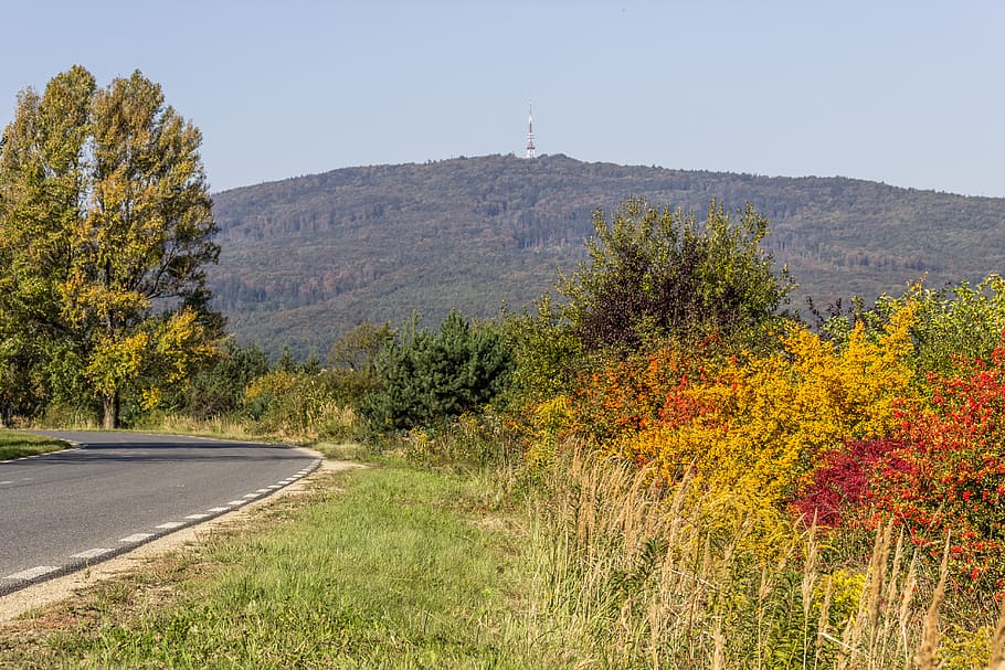 mountain, tower, forest, colorful, road, green, plant, tree HD wallpaper