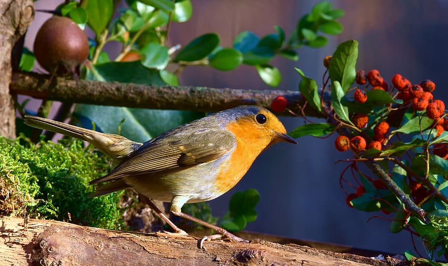 robin, bird, red, forest, berry, nature, eye, beak, small, vertebrate HD wallpaper
