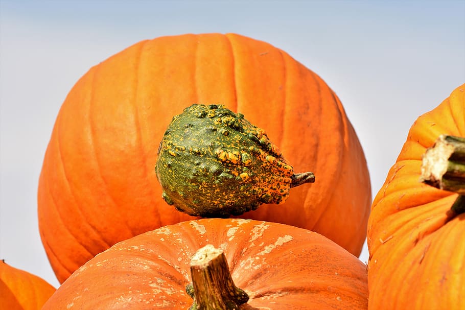 pumpkin, fruit, autumn, cucurbita maxima, choose, large, huge HD wallpaper