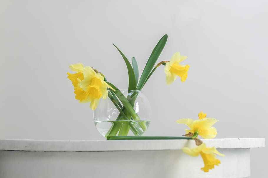yellow flower inside vase beside wall, plant, blossom, daffodil, HD wallpaper