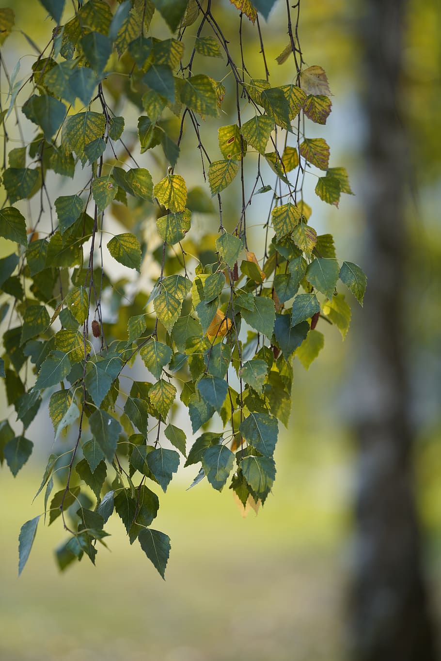 autumn, deciduous, plant, leaf, nature, outdoors, wood, tree HD wallpaper