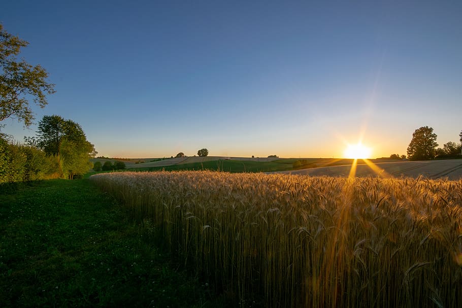 wheat field, summer, nature, grain, agriculture, cereals, cornfield HD wallpaper