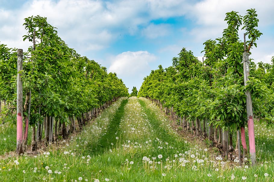 spring, nature, tree, plant, apple tree, plantation, dandelion HD wallpaper