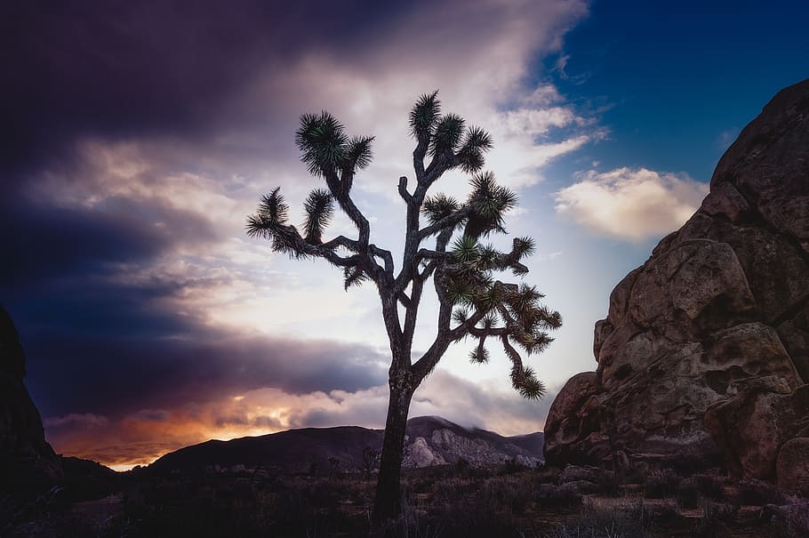 green-leafed tree during daytime, plant, tree trunk, california HD wallpaper