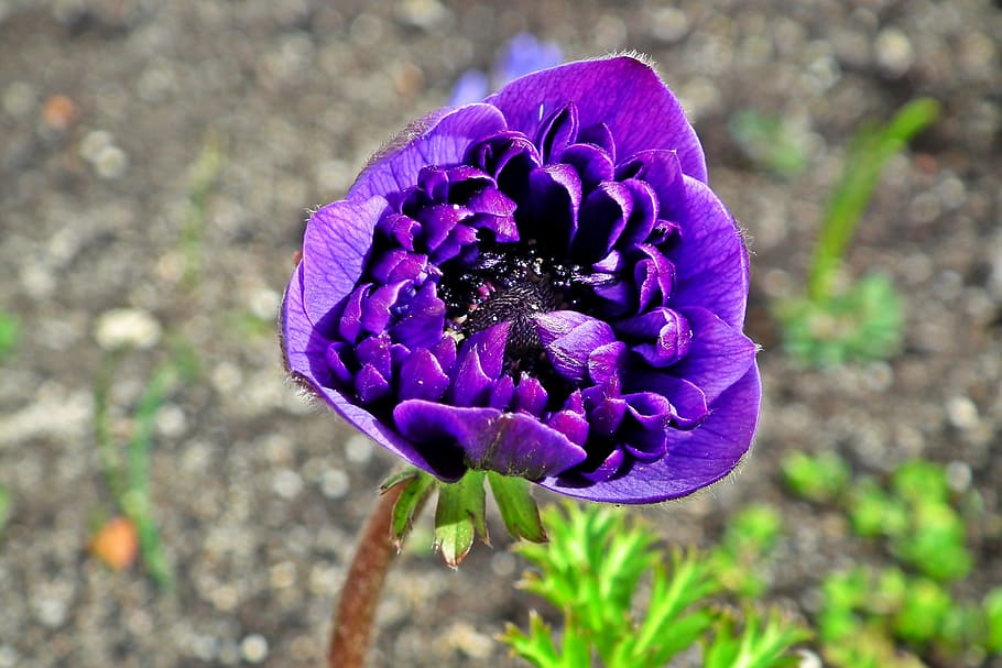 anemone, flower, spring, garden, macro, nature, blooming, decorative HD wallpaper