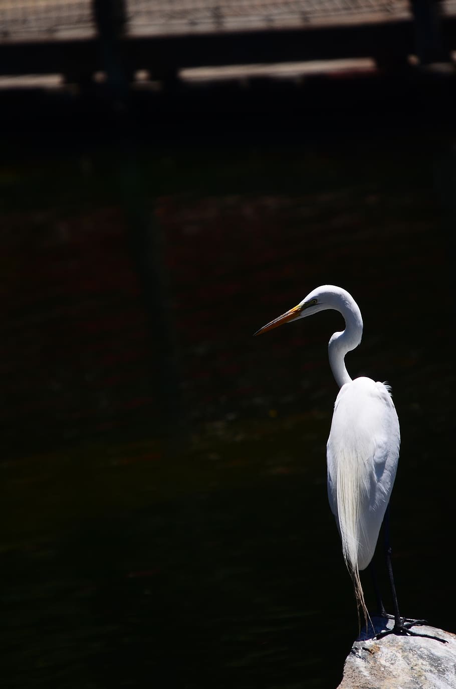 egret, bird, wild, white, elegant, vertebrate, animals in the wild HD wallpaper