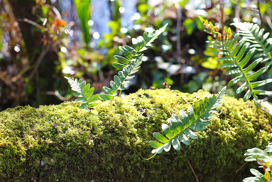 moss, growth, forest, nature, plant, green, environment, wood HD wallpaper