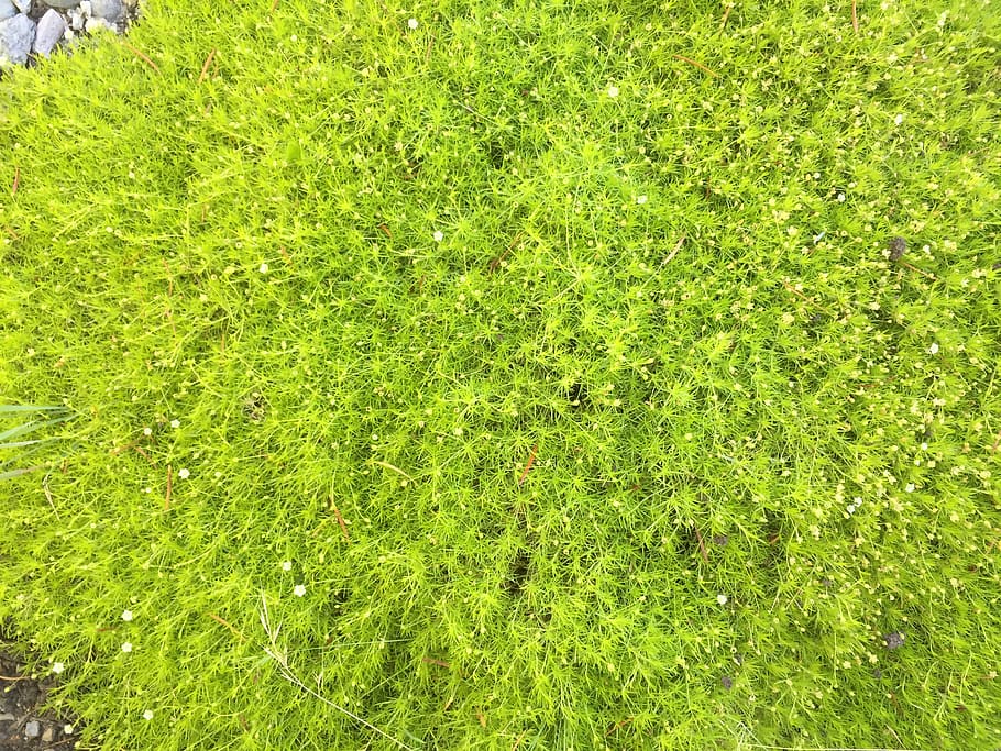 flowers, greenery, moss, green color, plant, growth, grass HD wallpaper