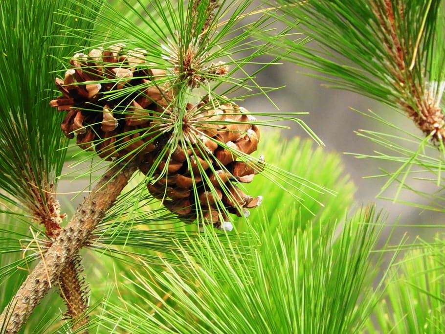india, khurpatal, cones, pinetree, pine needles, conifer, plant