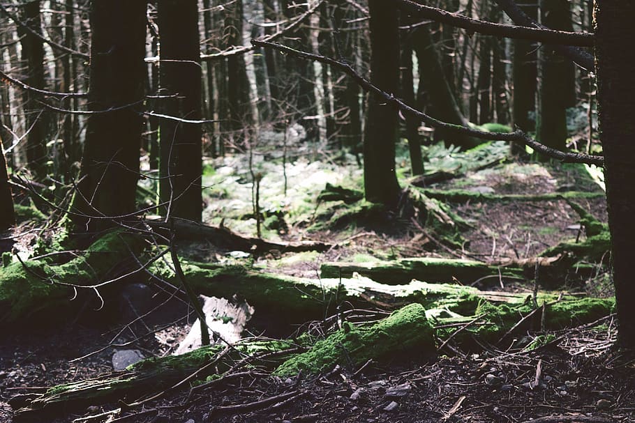 tall green trees, plant, vegetation, forest, moss, animal, mammal HD wallpaper