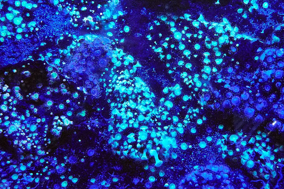 light, glitter, sea, blue, coral, scuba, texture, purple, pattern, HD wallpaper