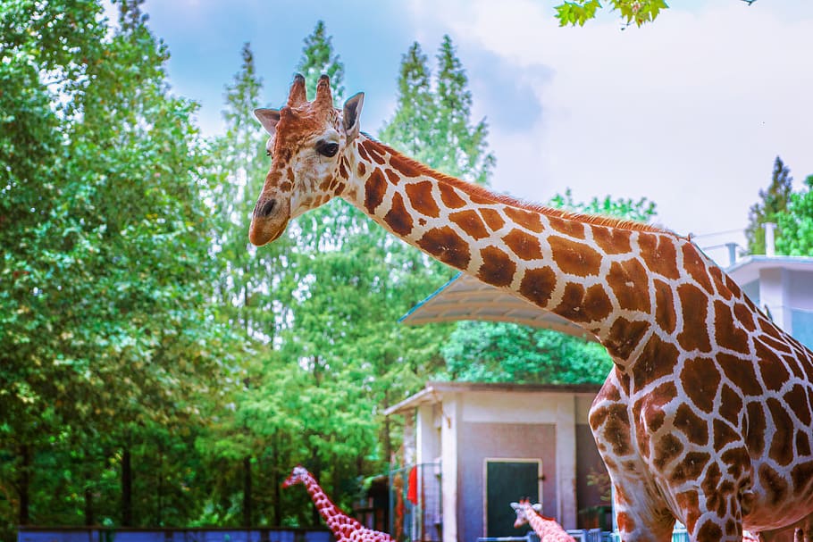 Giraffe Standing Under Trees, animal, barbaric, cute, daylight, HD wallpaper