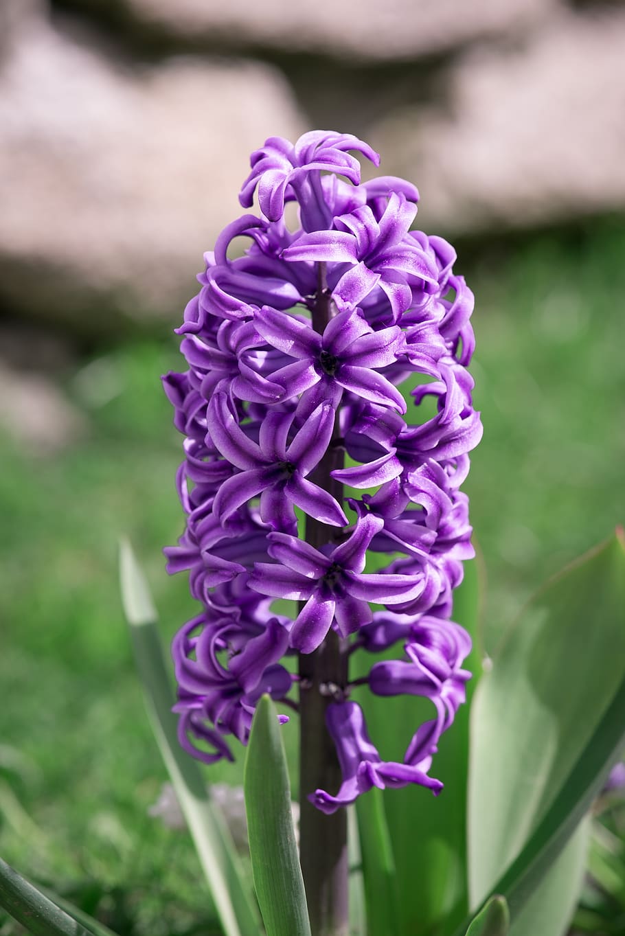 AI generated Blooming hyacinth flowers with drops of water close-up  background. Spring wallpaper. Ai generated 35357012 Stock Photo at Vecteezy