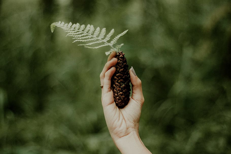 person holding fern, pinecone, hand, nail polish, leaf, greenery HD wallpaper