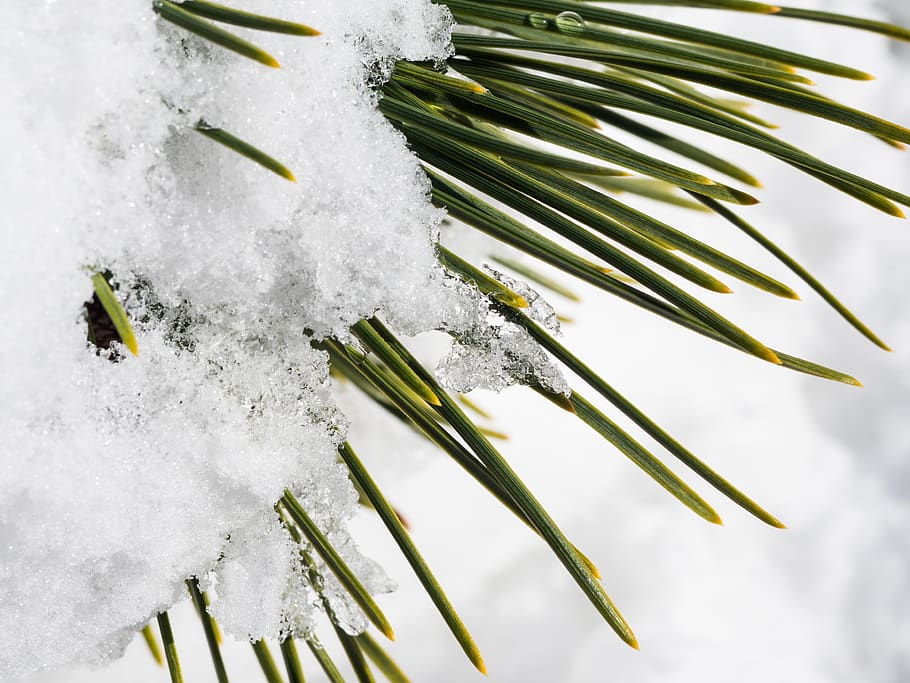 snow, winter, ice, pine leaves, cold temperature, plant, nature HD wallpaper