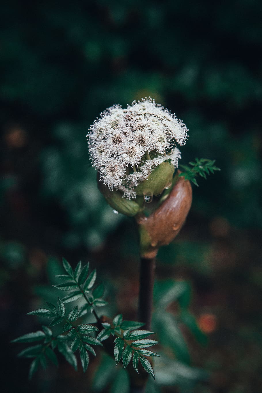 white flower, plant, growth, close-up, beauty in nature, vulnerability HD wallpaper