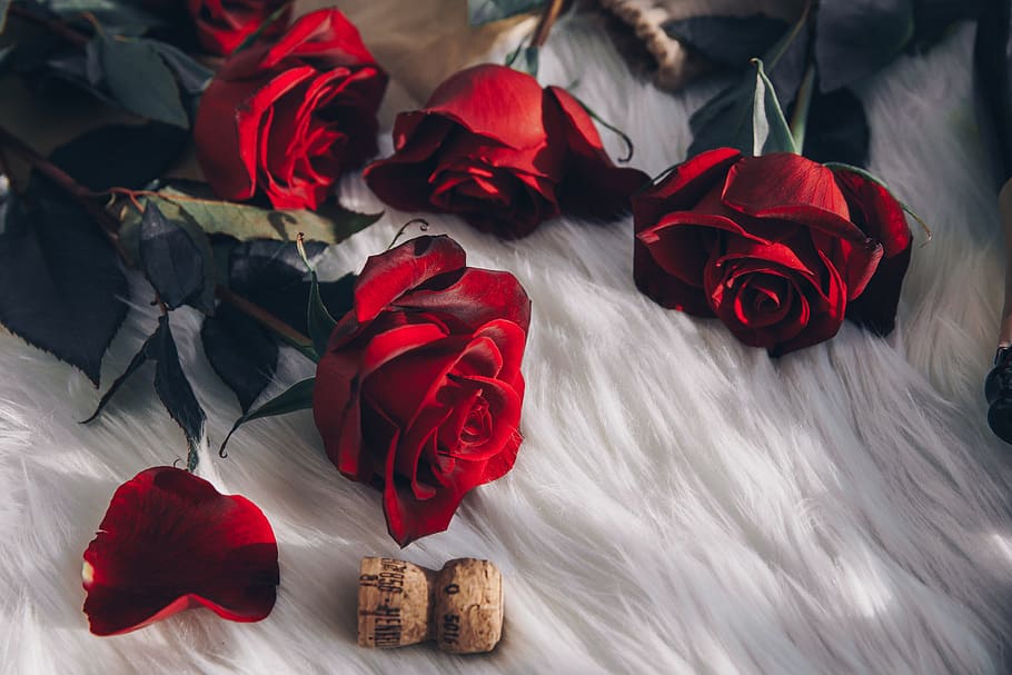 Red Roses And Champagne Cork Photo, Love, Valentines Day, Romantic, HD wallpaper