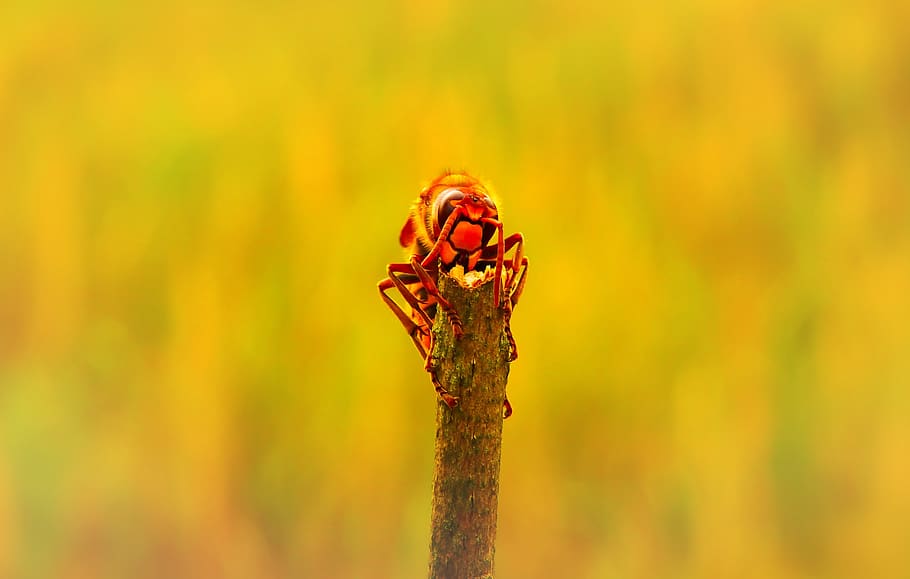 european hornet, insect, sprig, work, socket, wood, animals, HD wallpaper