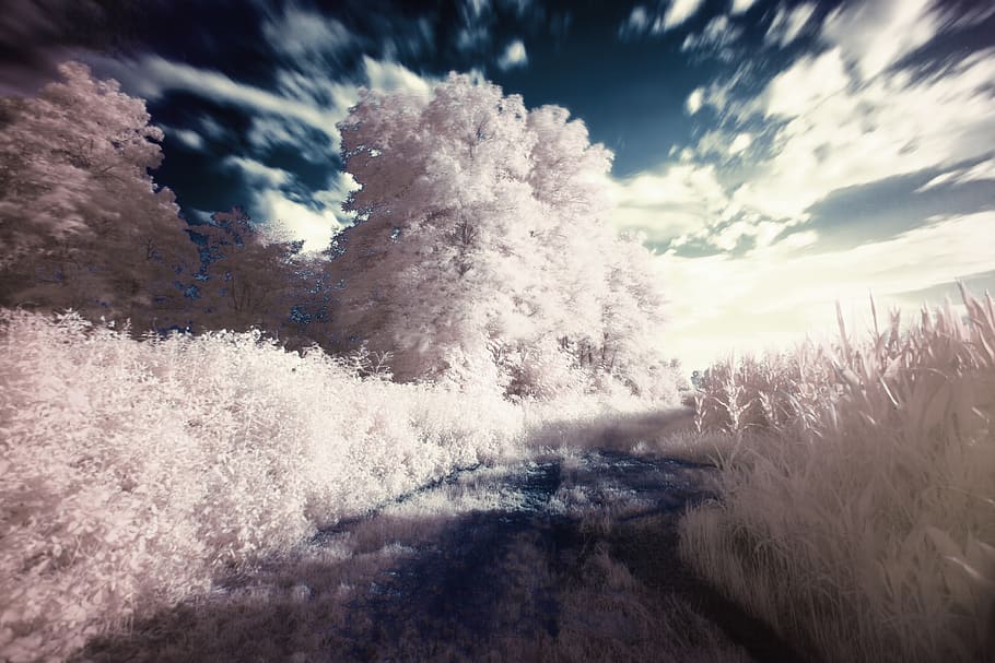 White Leafed Tree and Bush Near Body of Water, filter, infrared HD wallpaper
