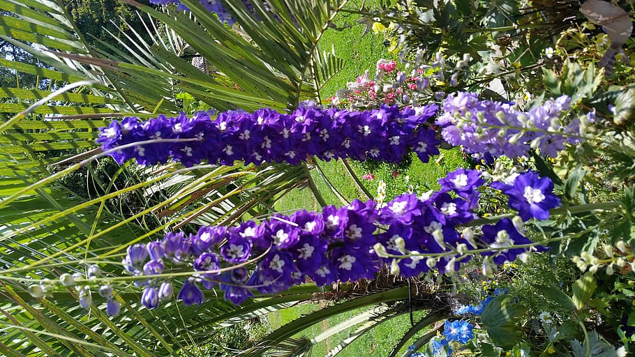 flower, flowering plant, purple, beauty in nature, growth, vulnerability HD wallpaper