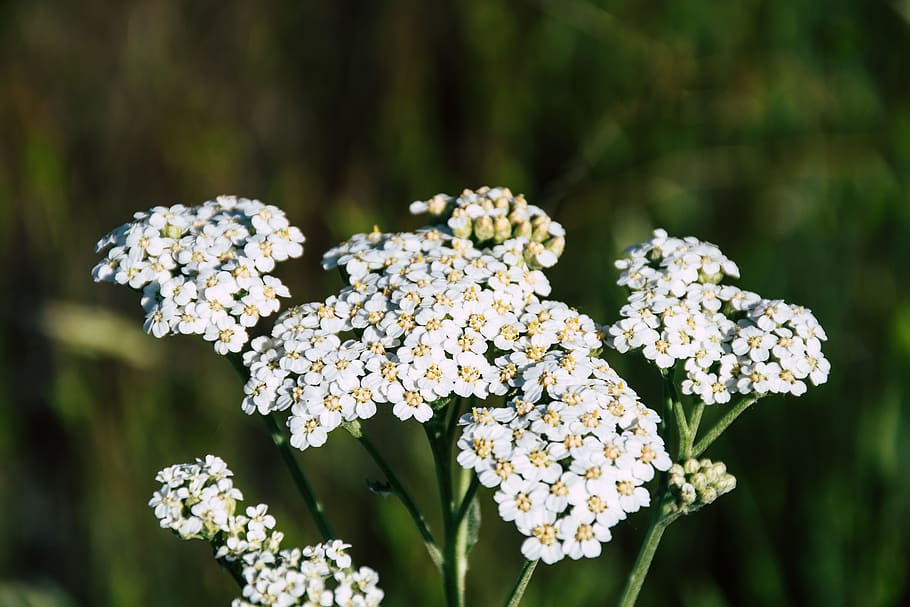 Selective Photography of White Petaled Flowers at Daytime, bloom HD wallpaper