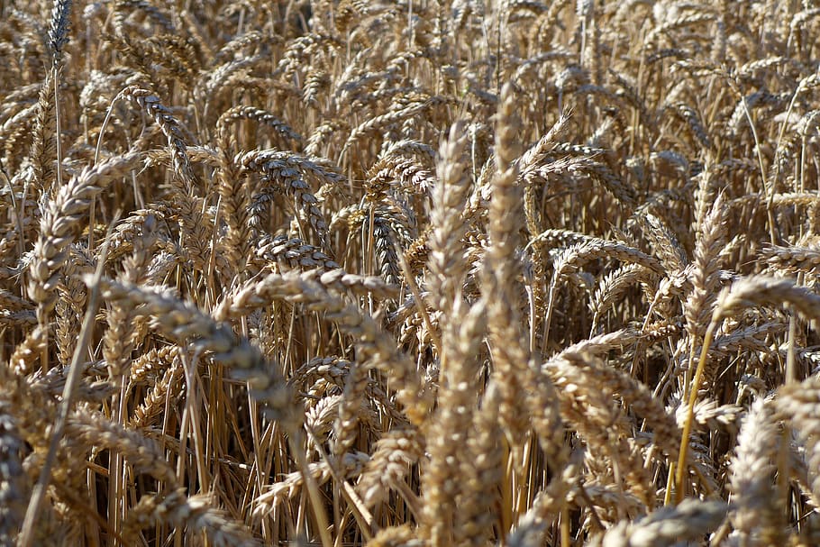Harvest plants. Нива пшеницы. Зерновые поля. Кинельская Нива пшеница. Зерновые овощи.