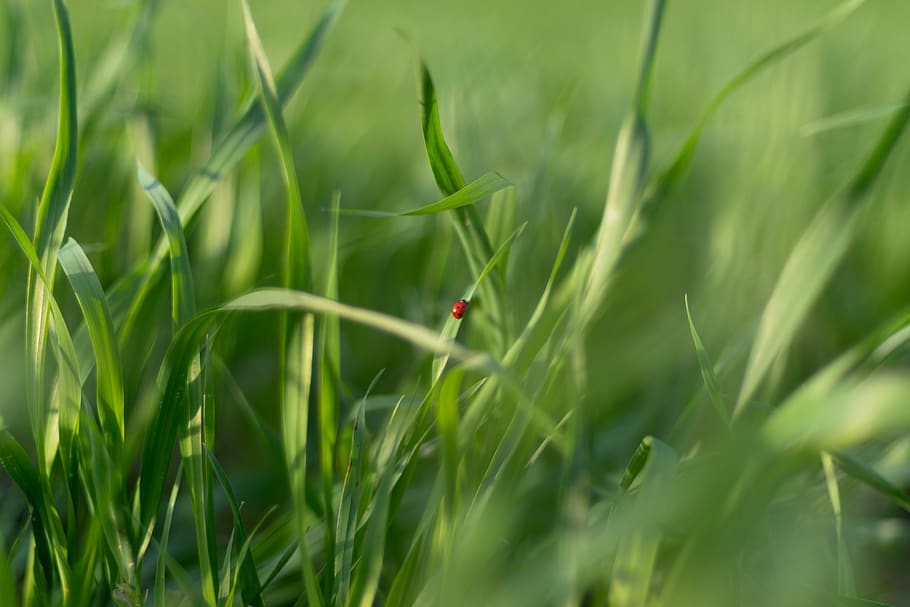 ladybug, green, grass, green color, plant, nature, one animal HD wallpaper