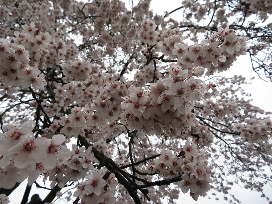 flowers, spring, pink, flowering plant, fragility, blossom HD wallpaper