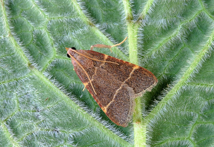 moth, micro, macro, tiny, wings, nature, close, brown, head, HD wallpaper