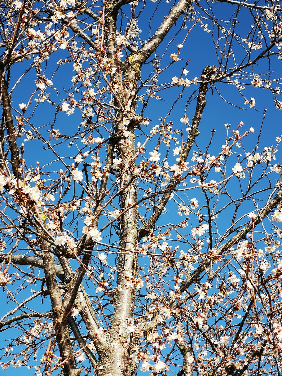 blue, tree, branches, sky, environment, nature, low angle view HD wallpaper