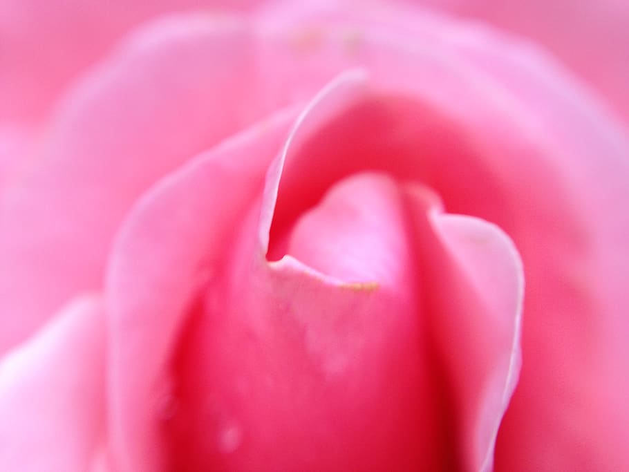 macro, flower, pink, rose, flowering plant, beauty in nature HD wallpaper
