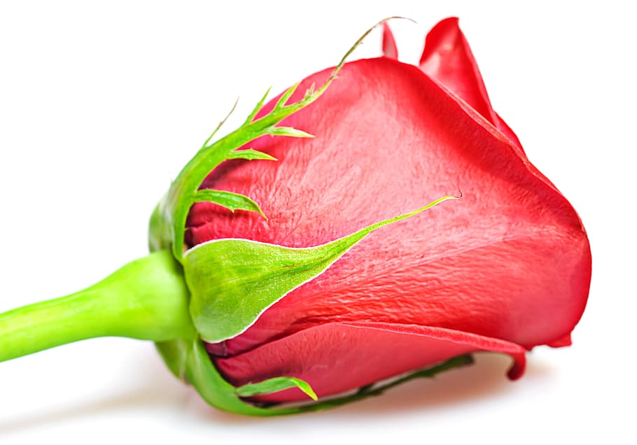 rose, red, white, flores, closeup, isolated, decoration, bud