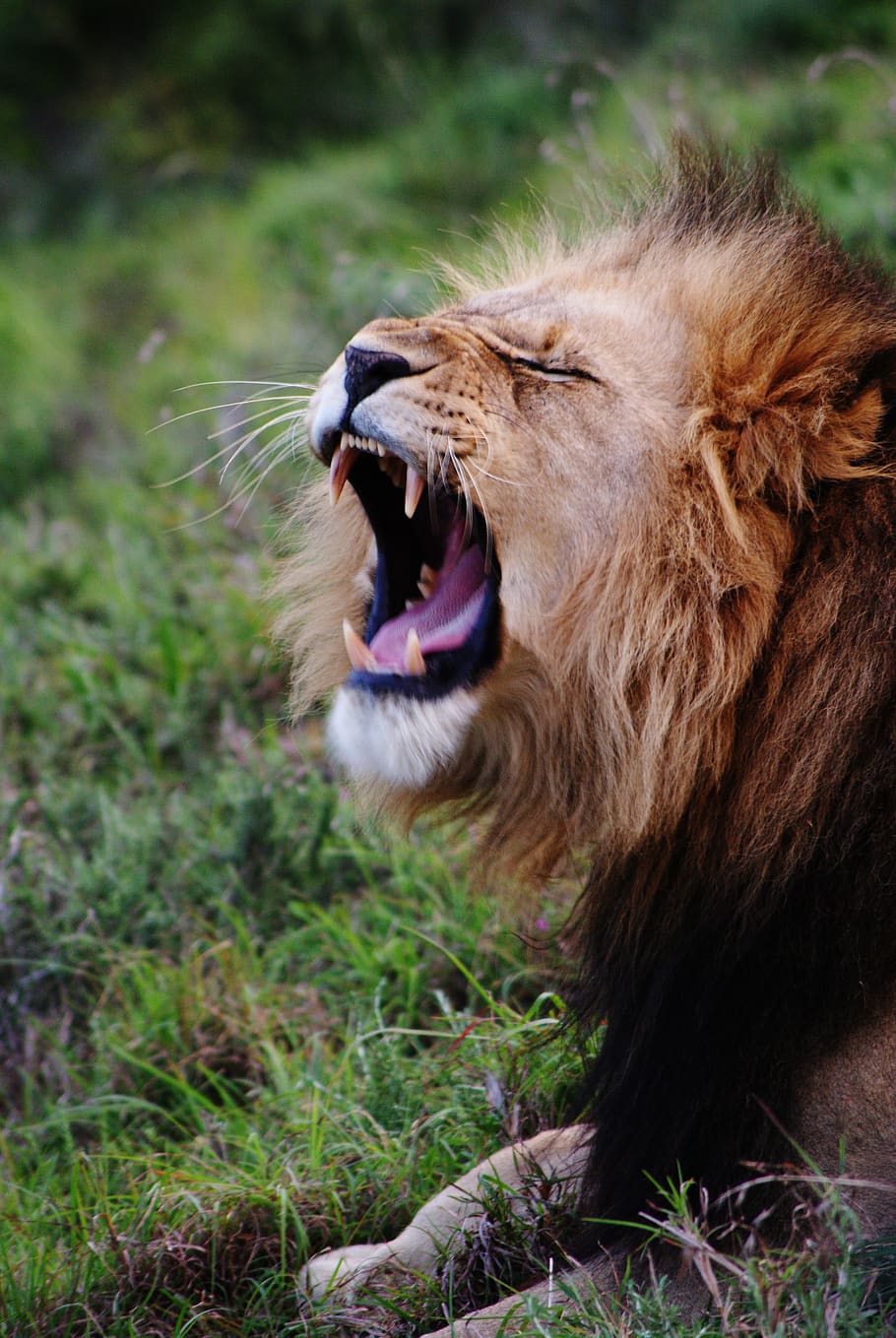 yawning lion, animal, wildlife, mammal, south africa, kariega game reserve HD wallpaper
