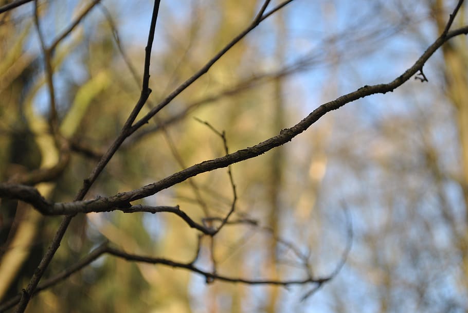 aesthetic, tree, winter, forest, sun, branches, kahl, plant HD wallpaper