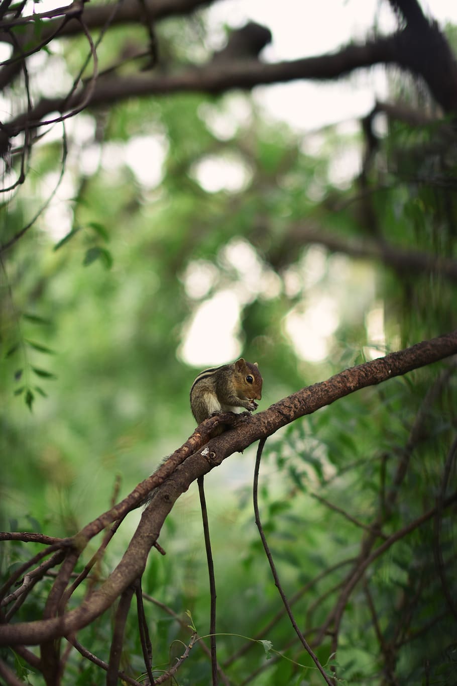 brown squirrel on tree branch, mammal, rodent, animal, nature HD wallpaper