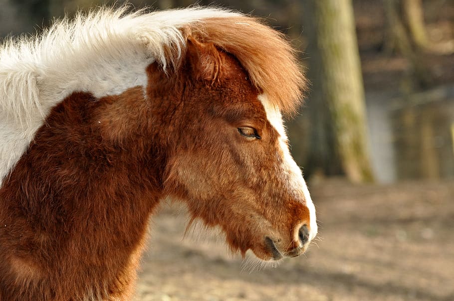 shetland pony, horse, animal, mammal, equine, head, horse's head, HD wallpaper
